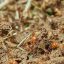 Termites : les signes d’alerte à surveiller de près dans votre logement