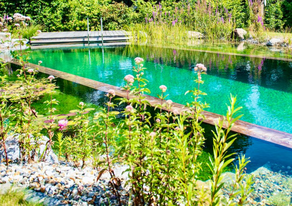 piscine naturelle