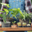 Le label « Plante Bleue » : un critère pour votre sélection de végétaux ?