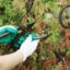 Les interventions d’un élagueur pour préserver la santé des arbres